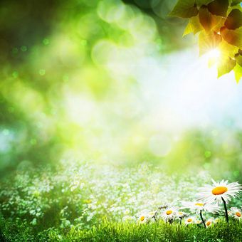 Земельный участок